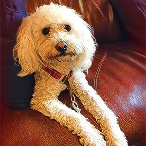 Meet your Posher, Anne